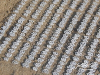 Juweela 21329 - N/TT - Rotkohlfeld (360 Stück)